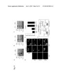 Use of miR-29 for Cell protection diagram and image