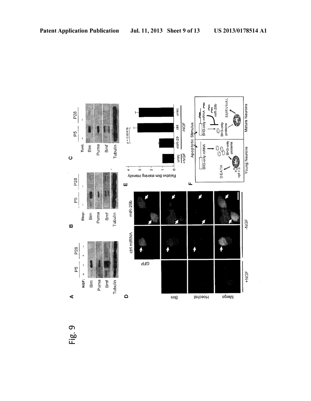 Use of miR-29 for Cell protection - diagram, schematic, and image 10