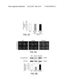 METHODS OF TREATING CEREBRAL AMYLOID ANGIOPATHY diagram and image