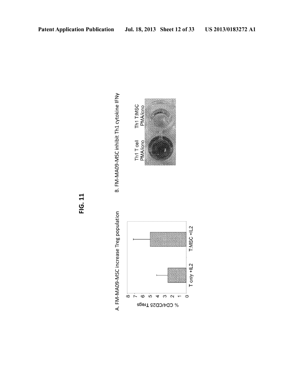 MESENCHYMAL STROMAL CELLS AND USES RELATED THERETO - diagram, schematic, and image 13