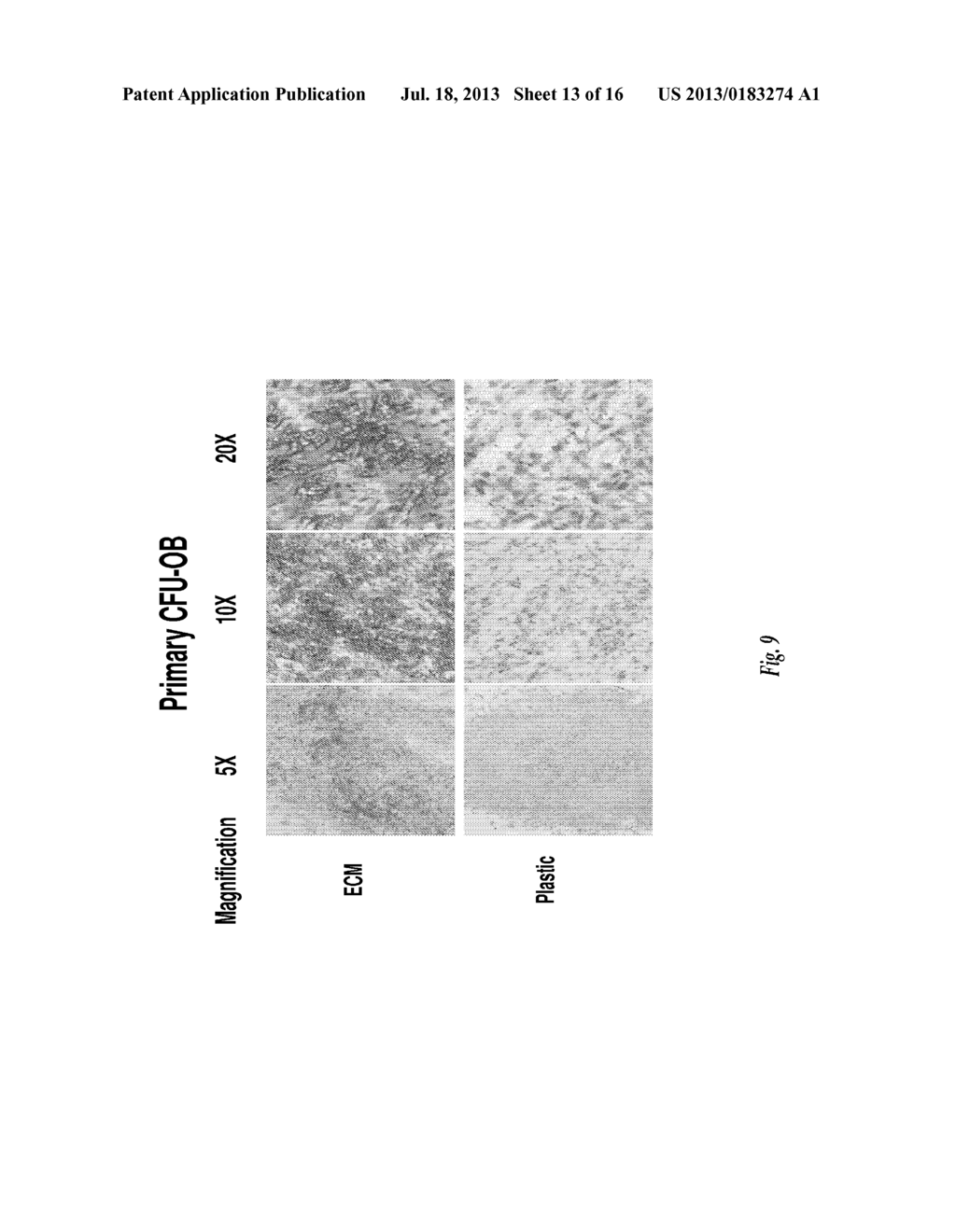 MAINTENANCE AND PROPAGATION OF MESENCHYMAL STEM CELLS - diagram, schematic, and image 14