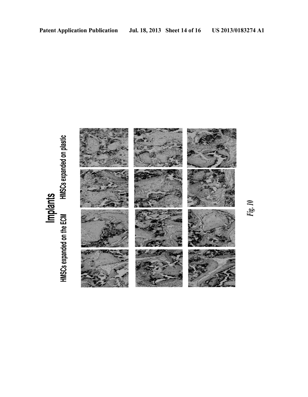 MAINTENANCE AND PROPAGATION OF MESENCHYMAL STEM CELLS - diagram, schematic, and image 15