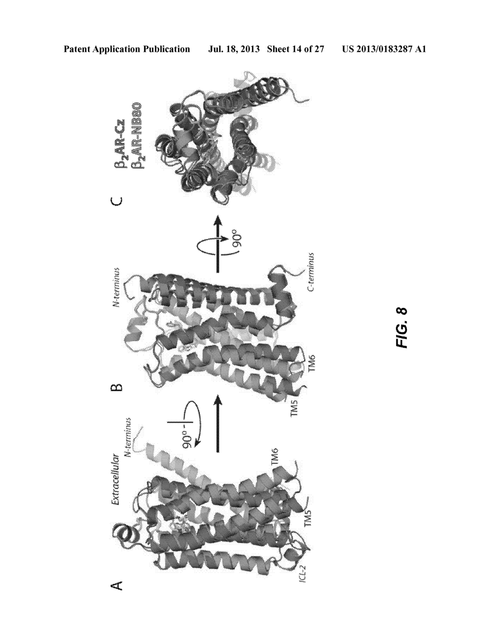 PROTEIN BINDING DOMAINS STABILIZING FUNCTIONAL CONFORMATIONAL STATES OF     GPCRS AND USES THEREOF - diagram, schematic, and image 15