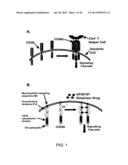 INDUCED ACTIVATION IN DENDRITIC CELLS diagram and image