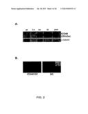 INDUCED ACTIVATION IN DENDRITIC CELLS diagram and image