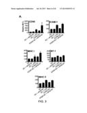 INDUCED ACTIVATION IN DENDRITIC CELLS diagram and image