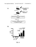 INDUCED ACTIVATION IN DENDRITIC CELLS diagram and image