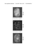 P97-ANTIBODY CONJUGATES AND METHODS OF USE diagram and image