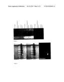 SYNTHESIS OF FLUORESCENT NOBLE METAL NANOPARTICLES diagram and image