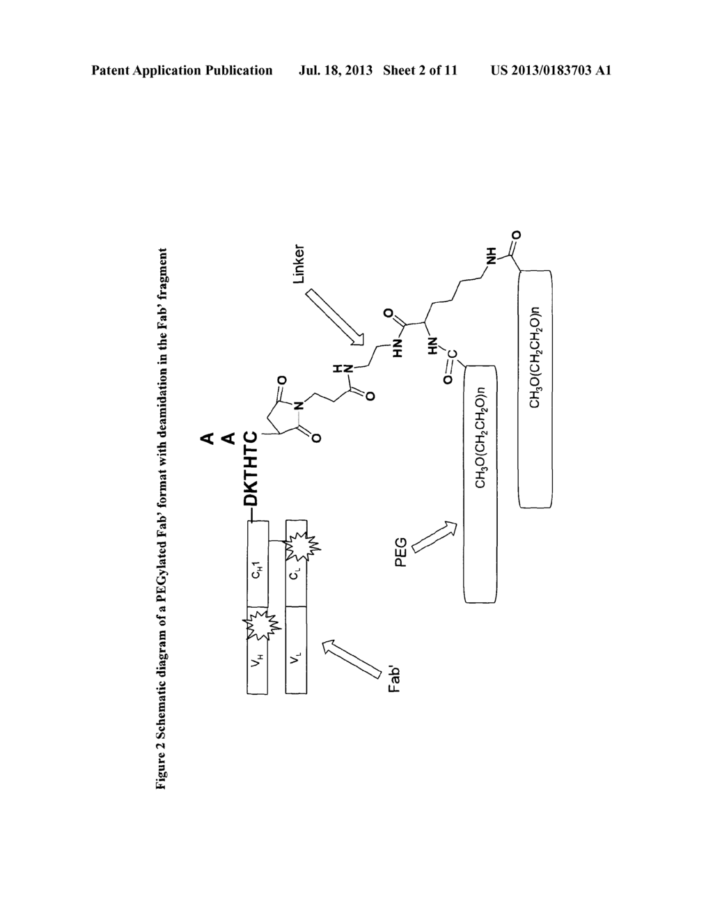 ANALYTICAL METHOD FOR FAB AND FAB' MOLECULES - diagram, schematic, and image 03