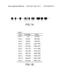 TRANSGENIC PLANTS MODIFIED FOR REDUCED CADMIUM TRANSPORT, DERIVATIVE     PRODUCTS, AND RELATED METHODS diagram and image