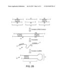 TRANSGENIC PLANTS MODIFIED FOR REDUCED CADMIUM TRANSPORT, DERIVATIVE     PRODUCTS, AND RELATED METHODS diagram and image