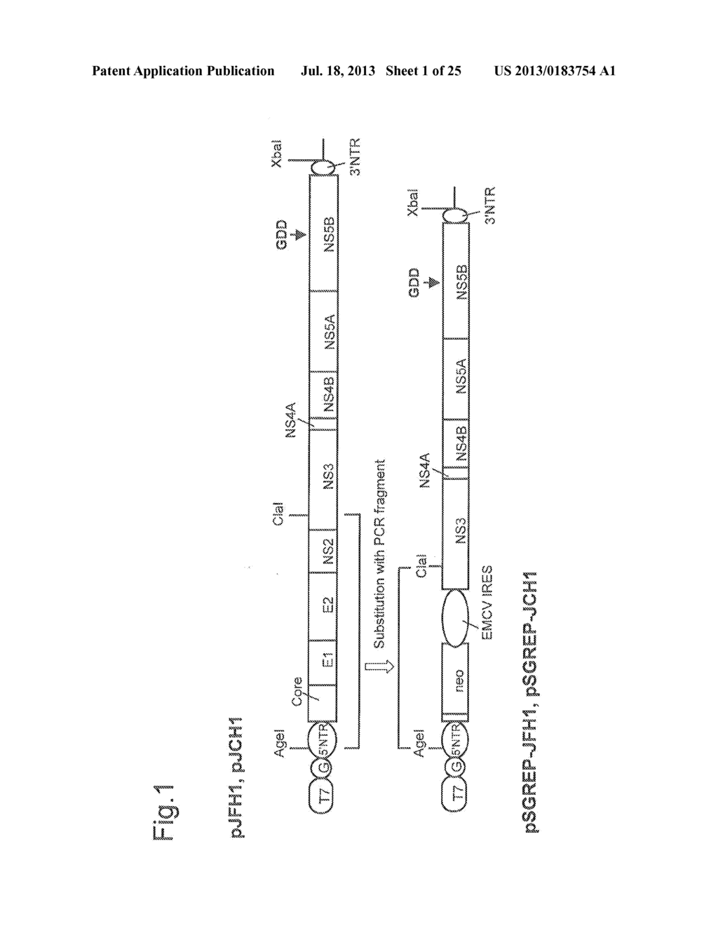 NUCLEIC ACID CONSTRUCT CONTAINING A NUCLEIC ACID DERIVED FROM THE GENOME     OF HEPATITIS C VIRUS (HCV) OF GENOTYPE 2a, AND A CELL HAVING SUCH NUCLEIC     ACID  CONSTRUCT INTRODUCED THEREIN - diagram, schematic, and image 02