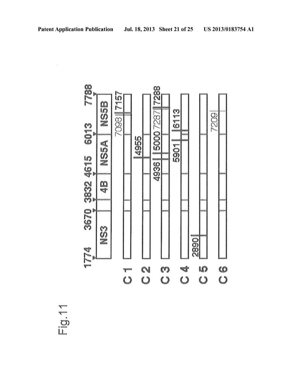 NUCLEIC ACID CONSTRUCT CONTAINING A NUCLEIC ACID DERIVED FROM THE GENOME     OF HEPATITIS C VIRUS (HCV) OF GENOTYPE 2a, AND A CELL HAVING SUCH NUCLEIC     ACID  CONSTRUCT INTRODUCED THEREIN - diagram, schematic, and image 22