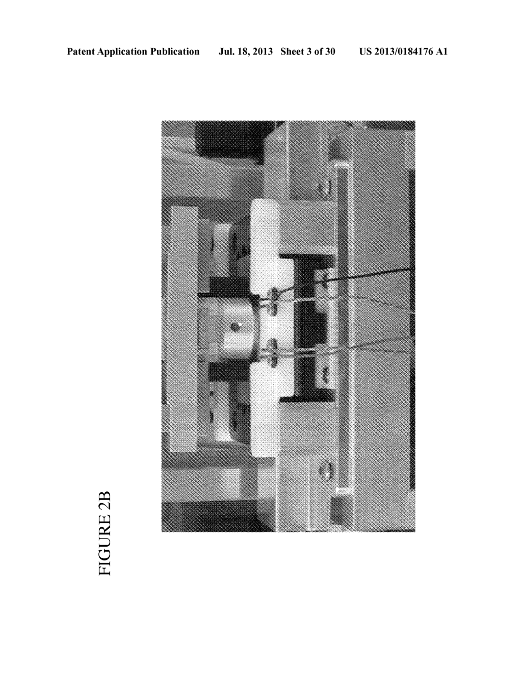 Methods and Compositions for Rapid Multiplex Amplification of STR Loci - diagram, schematic, and image 04