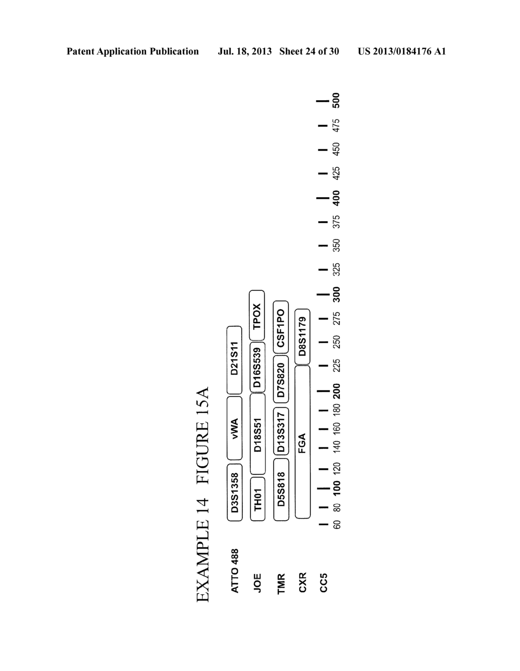 Methods and Compositions for Rapid Multiplex Amplification of STR Loci - diagram, schematic, and image 25