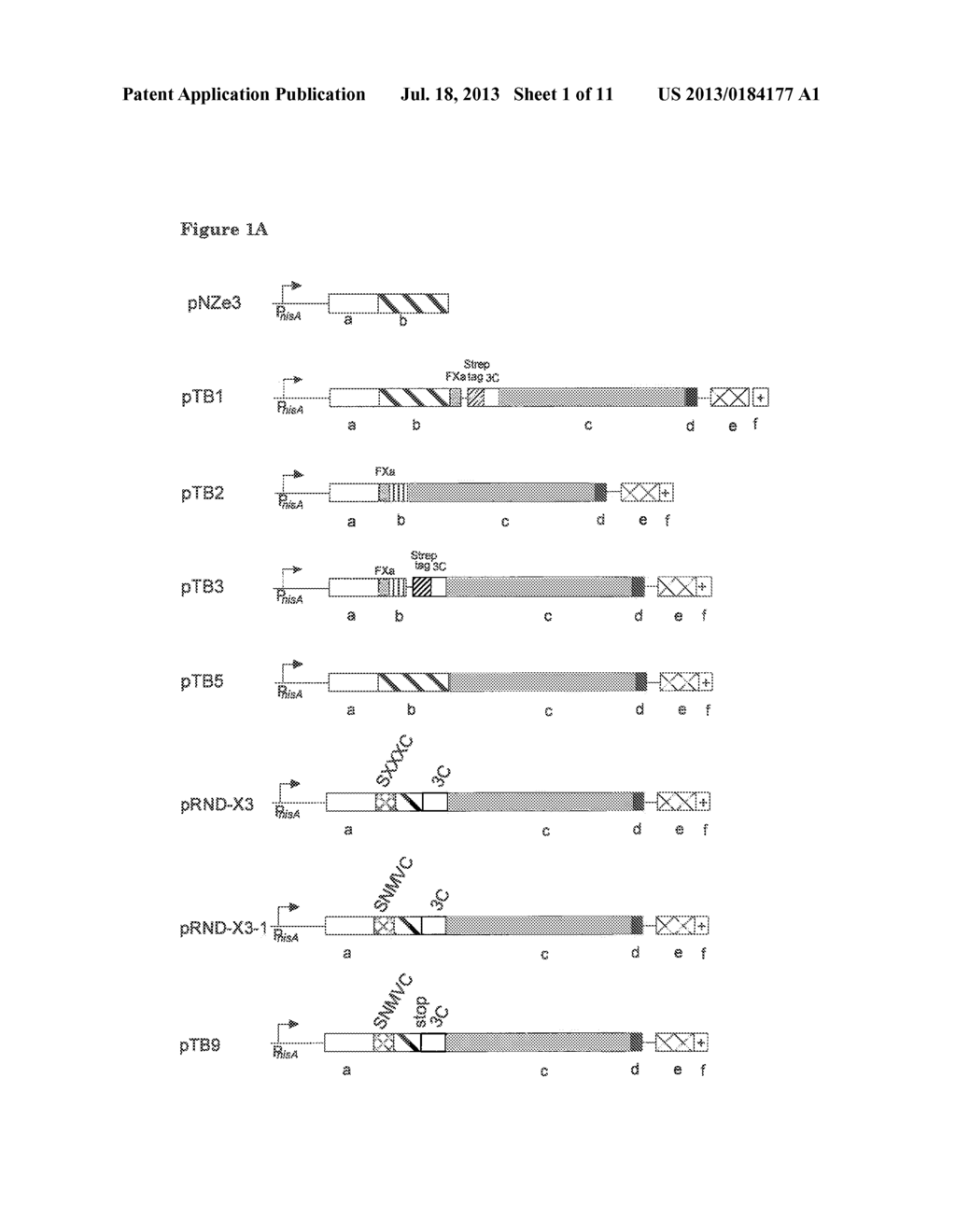 BACTERIAL SURFACE DISPLAY AND SCREENING OF THIOETHER-BRIDGE-CONTAINING     PEPTIDES - diagram, schematic, and image 02