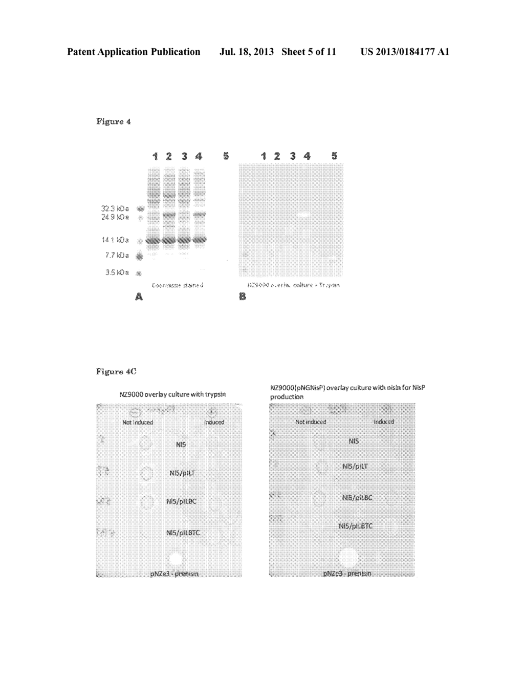 BACTERIAL SURFACE DISPLAY AND SCREENING OF THIOETHER-BRIDGE-CONTAINING     PEPTIDES - diagram, schematic, and image 06