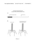 RECOMBINANT BACTERIOPHAGE AND METHODS FOR THEIR USE diagram and image