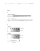 RECOMBINANT BACTERIOPHAGE AND METHODS FOR THEIR USE diagram and image