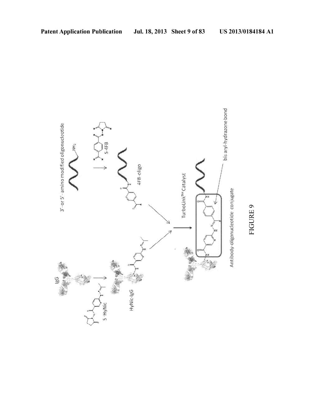 Methods and/or Use of Oligonucleotide Conjugates Having Varied Degrees of     Labeling for Assays and Detections - diagram, schematic, and image 10