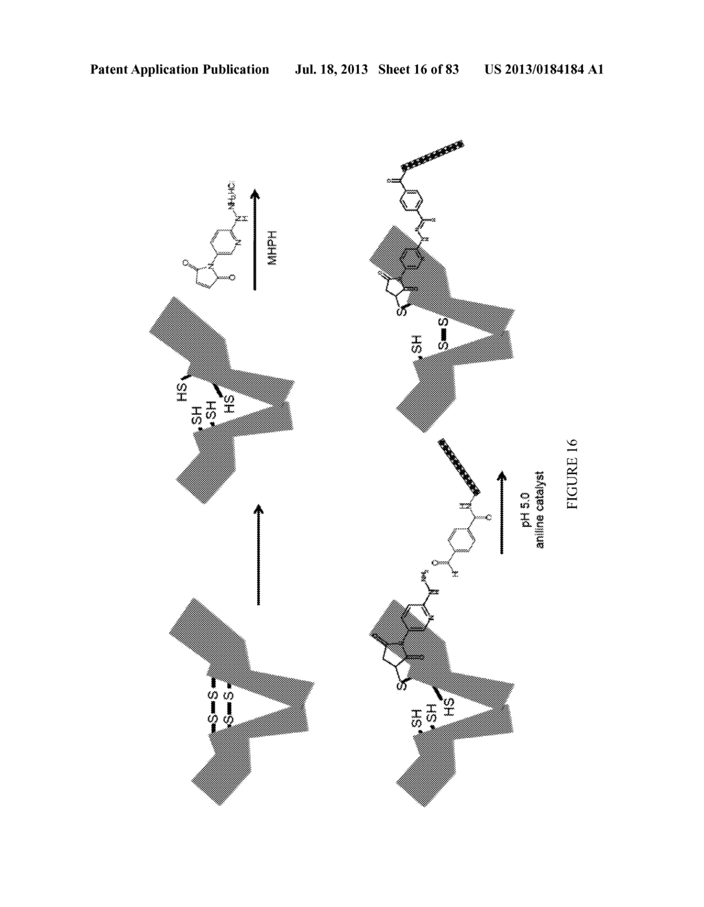 Methods and/or Use of Oligonucleotide Conjugates Having Varied Degrees of     Labeling for Assays and Detections - diagram, schematic, and image 17