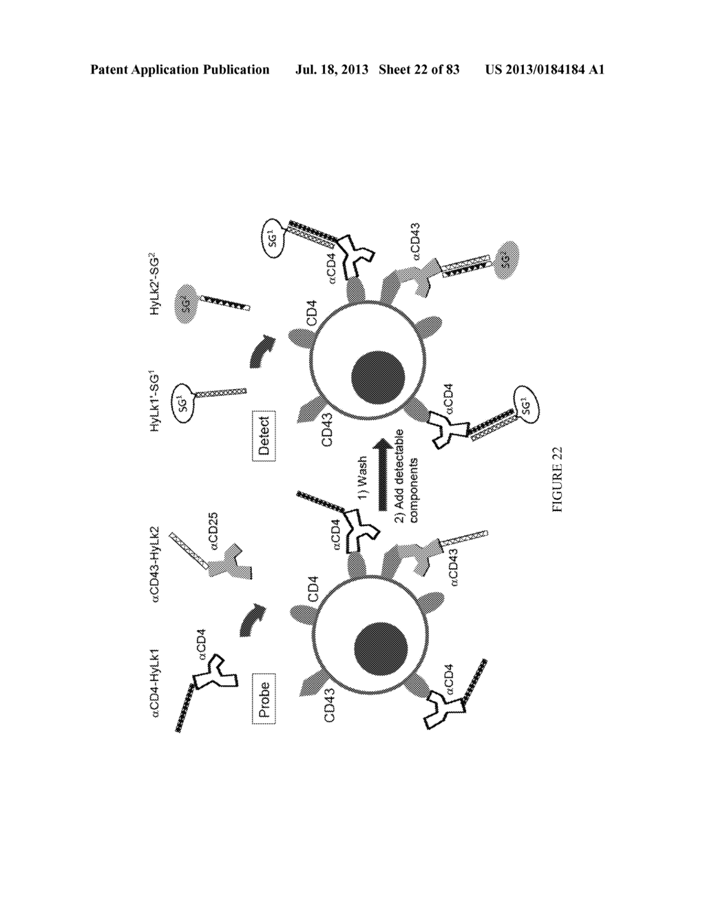 Methods and/or Use of Oligonucleotide Conjugates Having Varied Degrees of     Labeling for Assays and Detections - diagram, schematic, and image 23