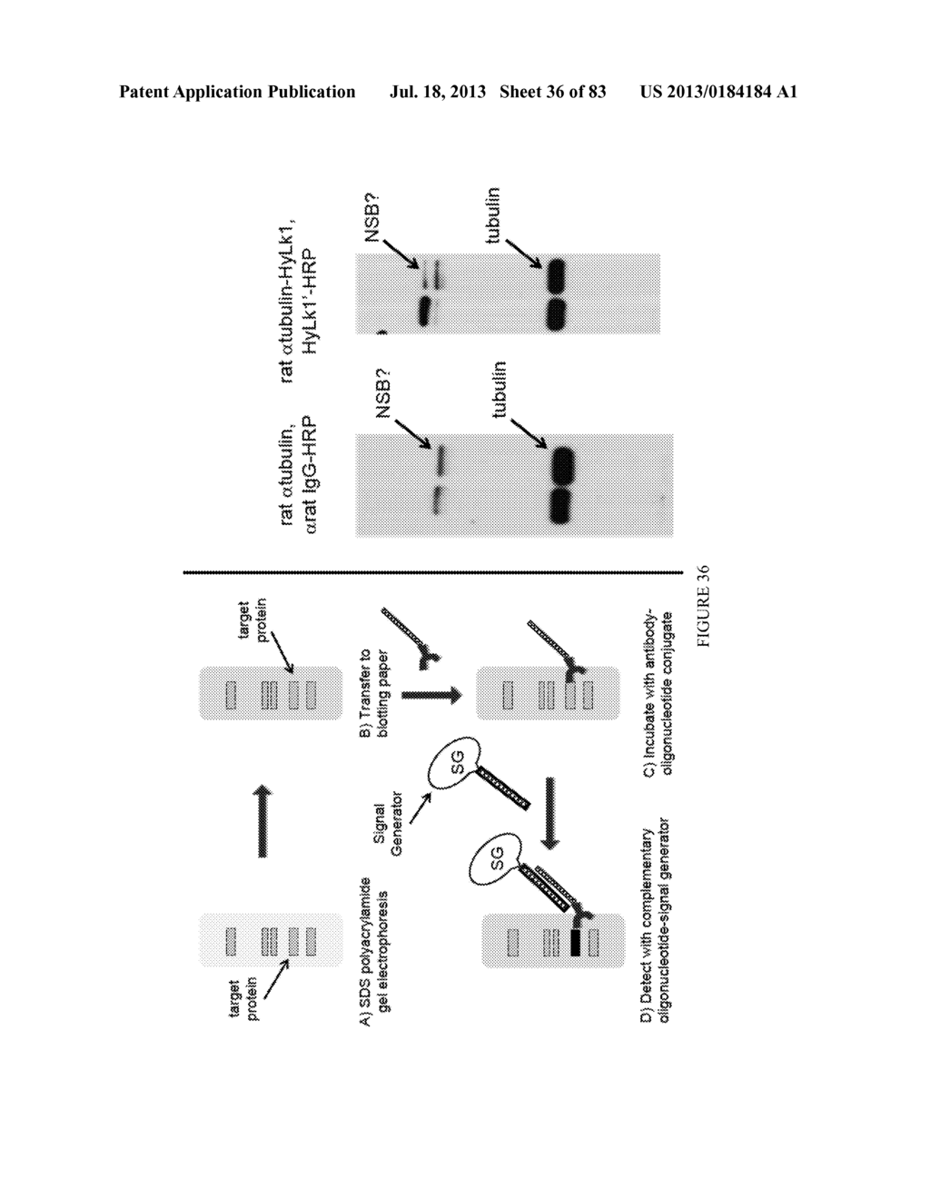 Methods and/or Use of Oligonucleotide Conjugates Having Varied Degrees of     Labeling for Assays and Detections - diagram, schematic, and image 37