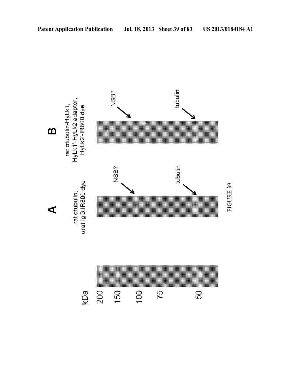 Methods and/or Use of Oligonucleotide Conjugates Having Varied Degrees of     Labeling for Assays and Detections - diagram, schematic, and image 40