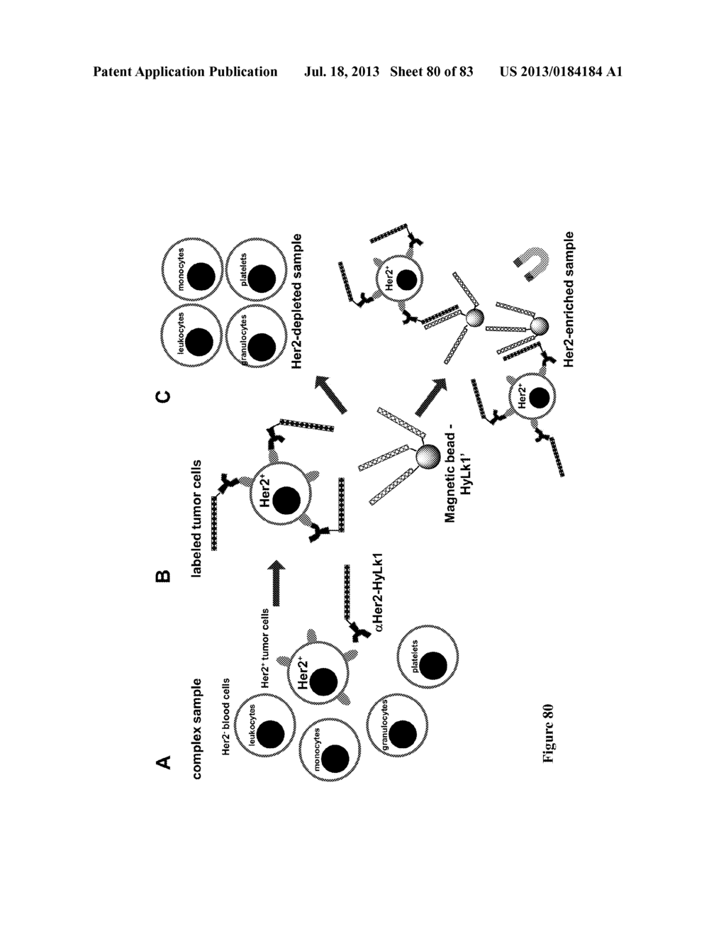 Methods and/or Use of Oligonucleotide Conjugates Having Varied Degrees of     Labeling for Assays and Detections - diagram, schematic, and image 81