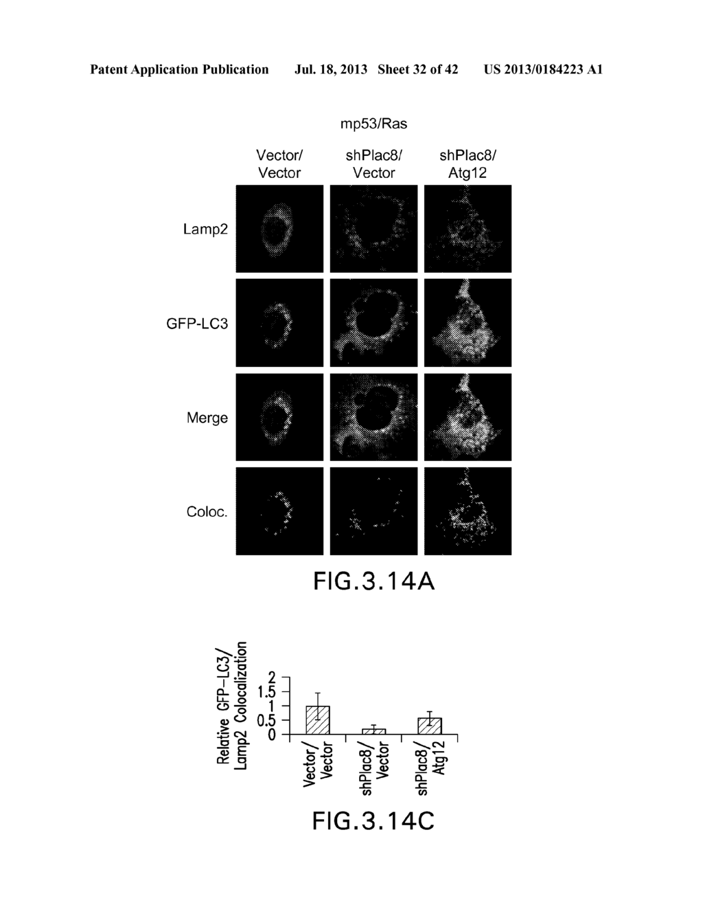 METHODS AND COMPOSITIONS RELATED TO MODULATING AUTOPHAGY - diagram, schematic, and image 33