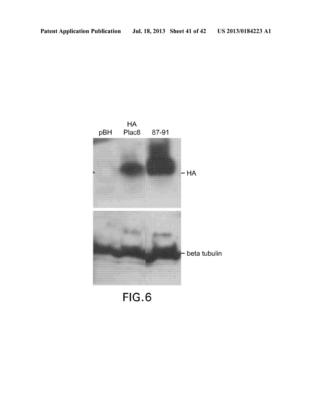 METHODS AND COMPOSITIONS RELATED TO MODULATING AUTOPHAGY - diagram, schematic, and image 42