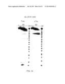 LIGAND-CONJUGATED MONOMERS diagram and image