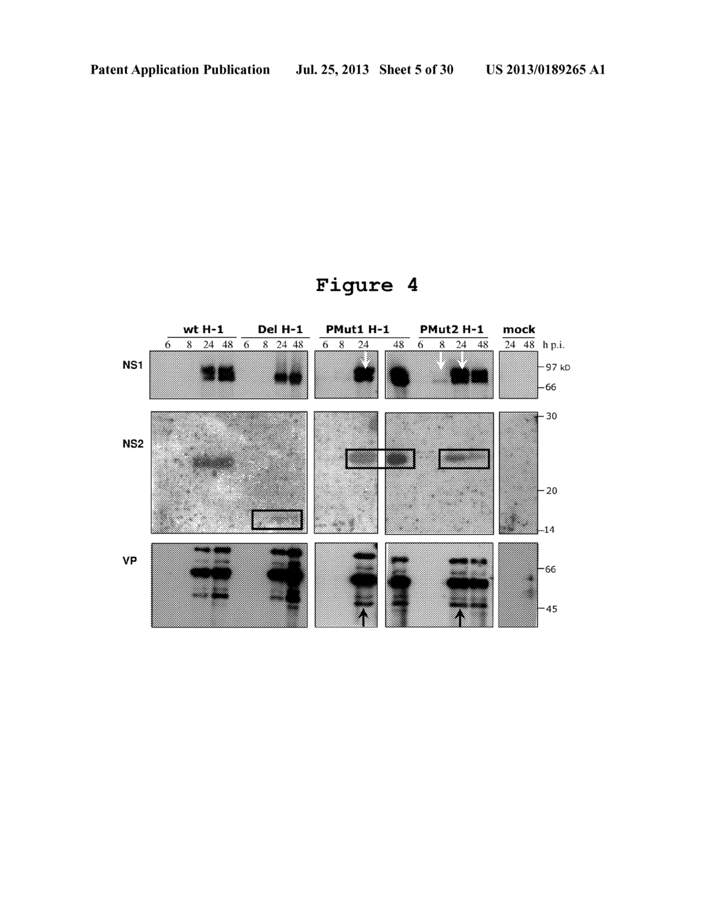 MODIFIED PARVOVIRUS HAVING ENHANCED ANTI-TUMOR EFFICACY - diagram, schematic, and image 06