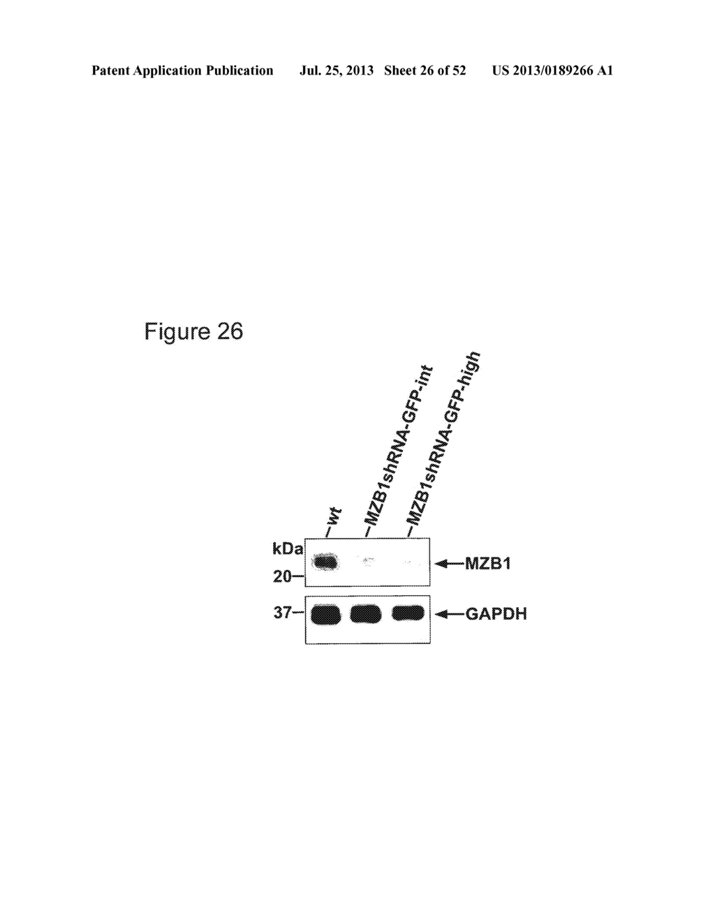 MZB1, A NOVEL B CELL FACTOR, AND USES THEREOF - diagram, schematic, and image 27