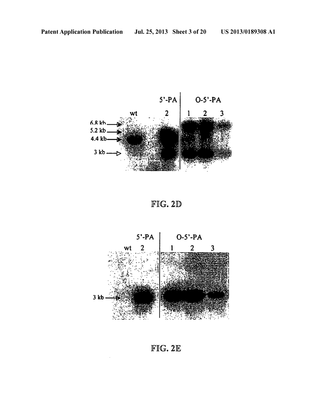 EXPRESSION OF PROTECTIVE ANTIGENS IN TRANSGENIC CHLOROPLASTS AND THE     PRODUCTION OF IMPROVED VACCINES - diagram, schematic, and image 04