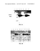 EXPRESSION OF PROTECTIVE ANTIGENS IN TRANSGENIC CHLOROPLASTS AND THE     PRODUCTION OF IMPROVED VACCINES diagram and image