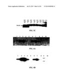 EXPRESSION OF PROTECTIVE ANTIGENS IN TRANSGENIC CHLOROPLASTS AND THE     PRODUCTION OF IMPROVED VACCINES diagram and image