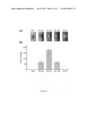 ABC terpenoid transporters and methods of using the same diagram and image