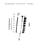 IDENTIFICATION OF A JAK2 MUTATION INVOLVED IN VAQUEZ POLYGLOBULIA diagram and image