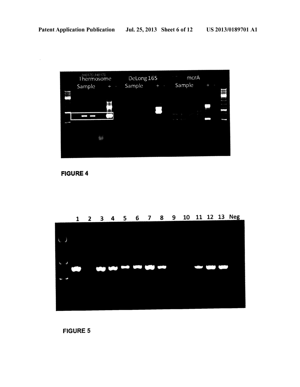 METHODS AND COMPOSITIONS FOR THE DETECTION AND IDENTIFICATION OF ARCHAEA     BASED ON THE TYPE II CHAPERONIN (THERMOSOME) GENE - diagram, schematic, and image 07