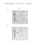 Method And Assay Kit For Detection Of Toxicity Induced By Pyrrolizidine     Alkaloids diagram and image