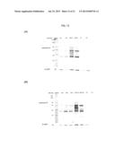 Method And Assay Kit For Detection Of Toxicity Induced By Pyrrolizidine     Alkaloids diagram and image