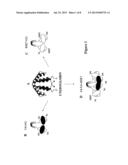 Process for engineering polyvalent, polyspecific fusion proteins using     uteroglobin as skeleton and so obtained products. diagram and image