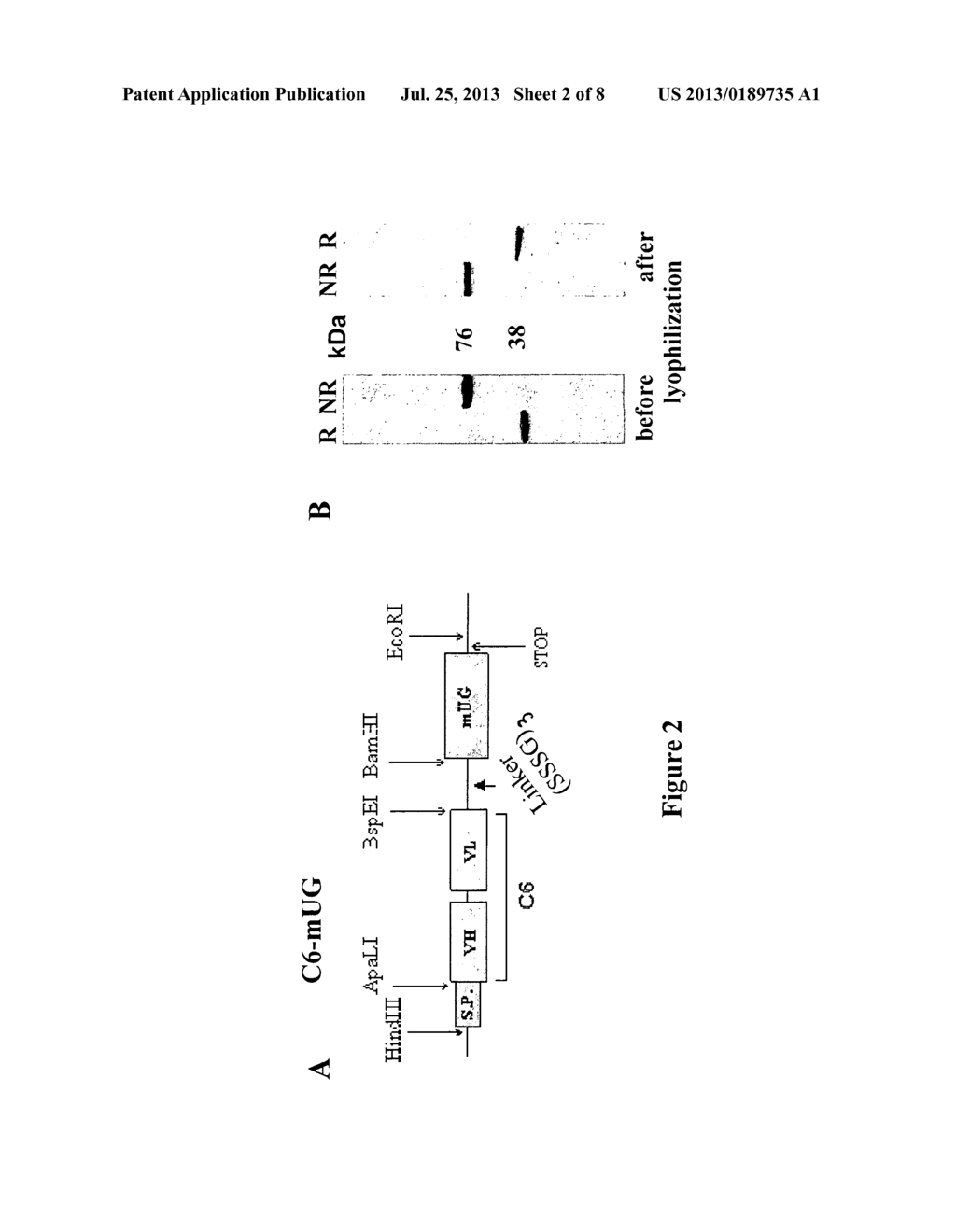 Process for engineering polyvalent, polyspecific fusion proteins using     uteroglobin as skeleton and so obtained products. - diagram, schematic, and image 03