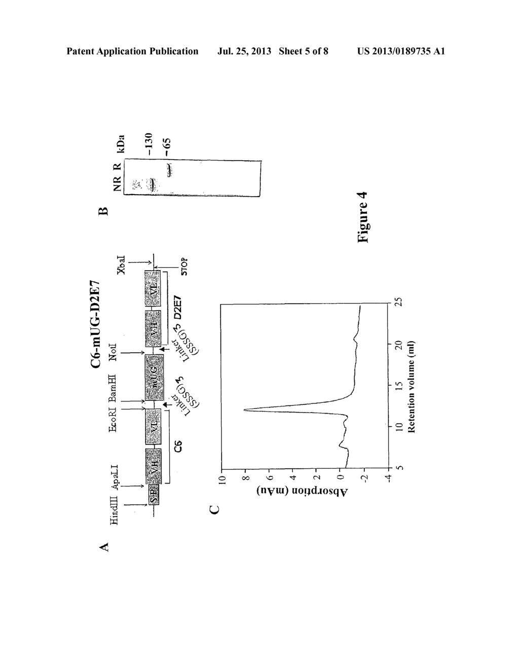 Process for engineering polyvalent, polyspecific fusion proteins using     uteroglobin as skeleton and so obtained products. - diagram, schematic, and image 06