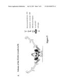 Process for engineering polyvalent, polyspecific fusion proteins using     uteroglobin as skeleton and so obtained products. diagram and image