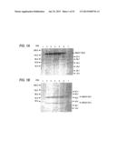 ANTIBODY COMPOSITION-PRODUCING CELL diagram and image