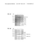 ANTIBODY COMPOSITION-PRODUCING CELL diagram and image