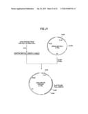 ANTIBODY COMPOSITION-PRODUCING CELL diagram and image